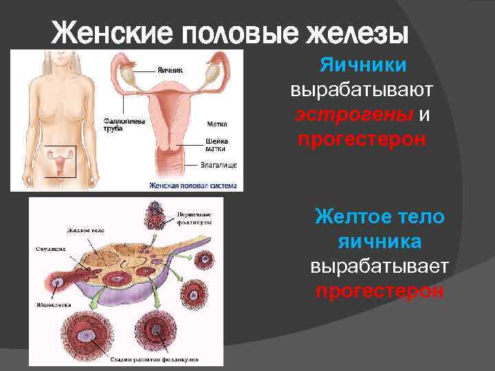 Женские половые железы Яичники вырабатывают эстрогены и прогестерон Желтое тело яичника вырабатывает прогестерон 
