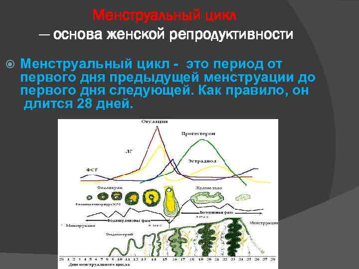Менструальный цикл — основа женской репродуктивности Менструальный цикл - это период от первого дня