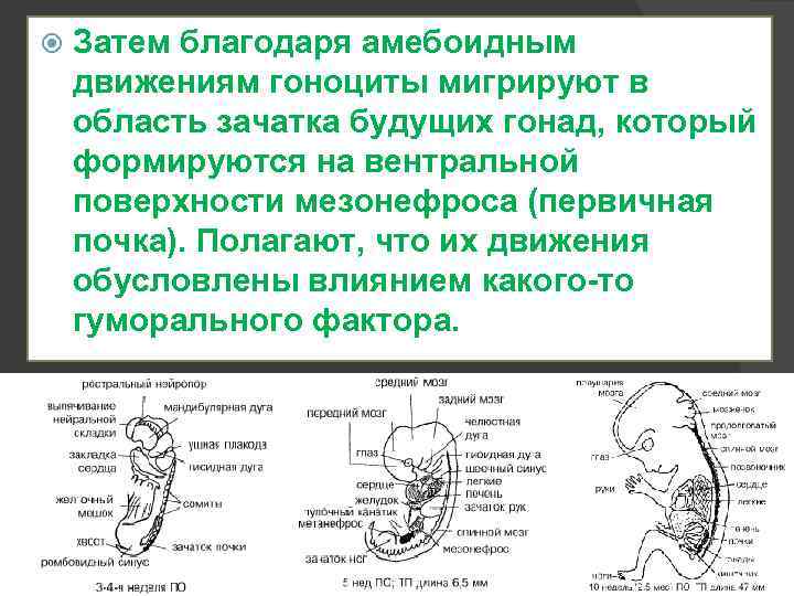 Схема дифференцировки нейрального зачатка