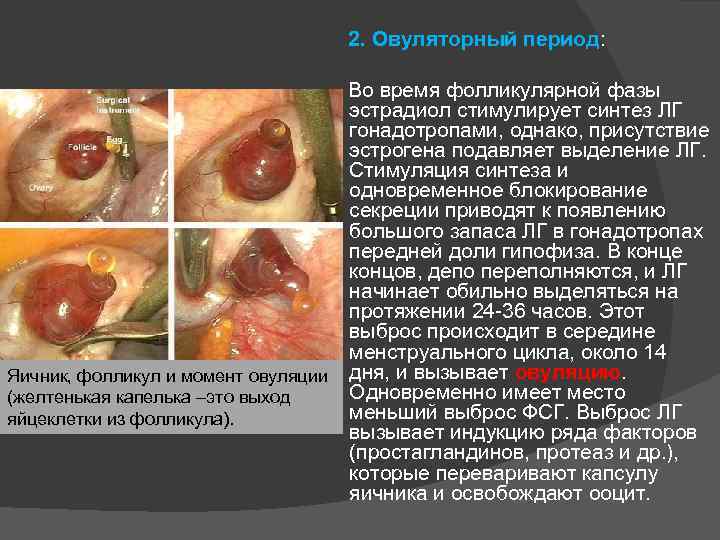  2. Овуляторный период: Во время фолликулярной фазы эстрадиол стимулирует синтез ЛГ гонадотропами, однако,