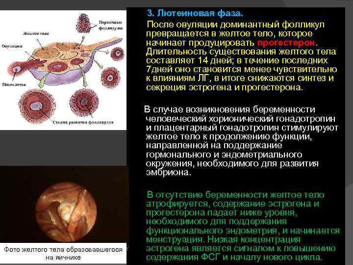  3. Лютеиновая фаза. После овуляции доминантный фолликул превращается в желтое тело, которое начинает