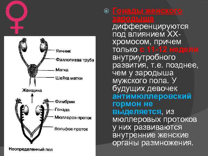 Гонады. Половые железы гонады. Структура женского пола гонады. Гонады женской половой системы.