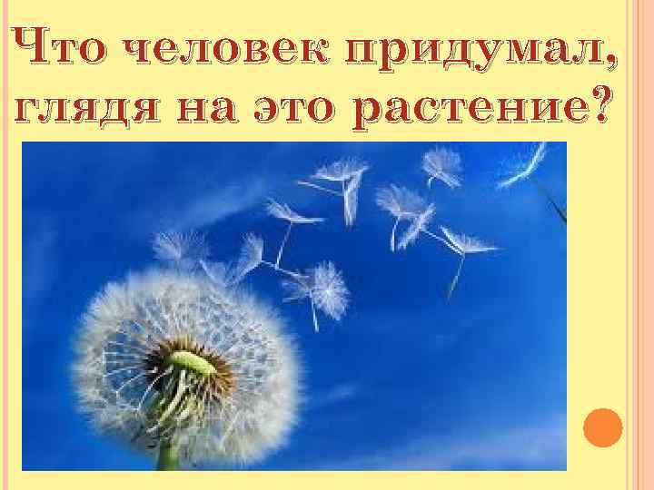 Что человек придумал, глядя на это растение? 