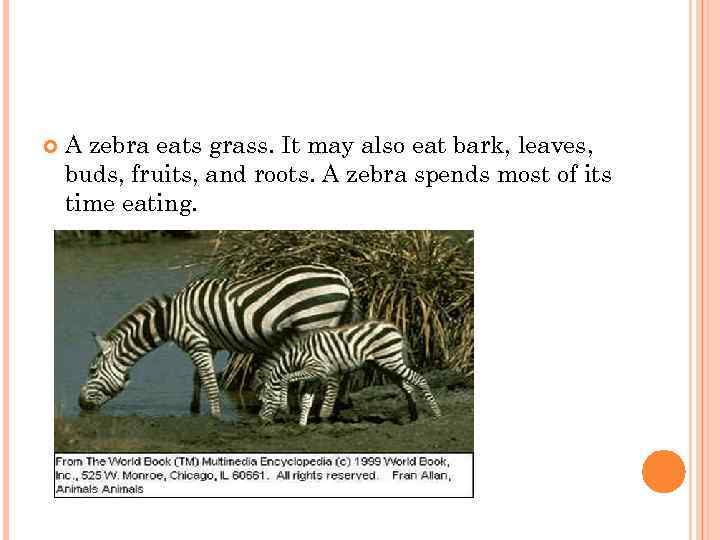  A zebra eats grass. It may also eat bark, leaves, buds, fruits, and
