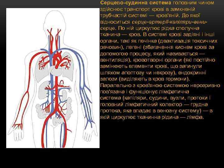 Серцево-судинна система головним чином здійснює транспорт крові в замкненій трубчастій системі — кров'яній. До