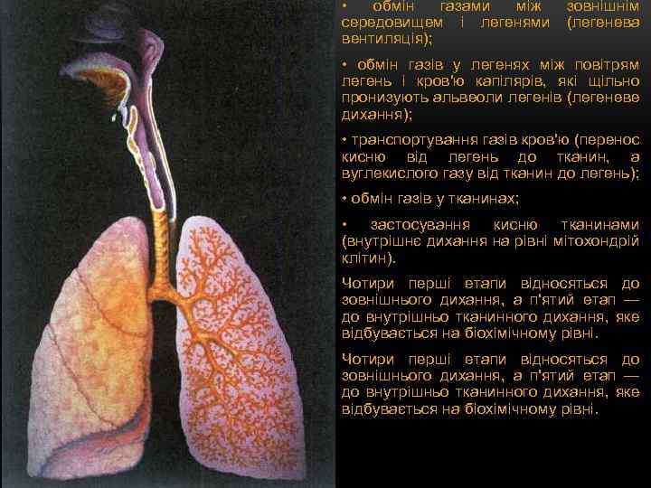 • обмін газами між зовнішнім середовищем і легенями (легенева вентиляція); • обмін газів