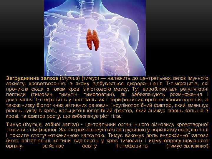 Загруднинна залоза (thymus) (тимус) — належить до центральних залоз імунного захисту, кровотворення, в якому