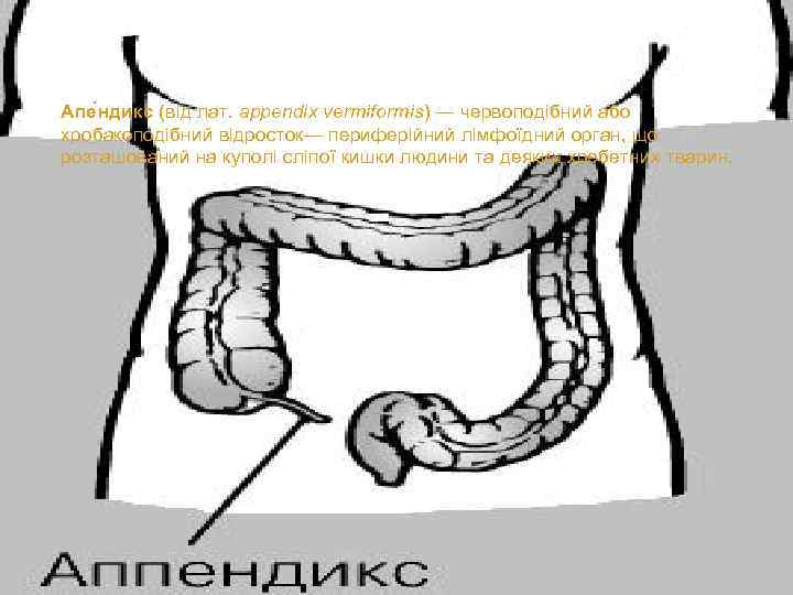 Апе ндикс (від лат. appendix vermiformis) — червоподібний або хробакоподібний відросток— периферійний лімфоїдний орган,