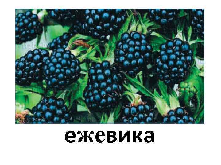 ежевика 