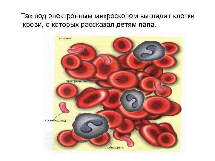 Так под электронным микроскопом выглядят клетки крови, о которых рассказал детям папа. 