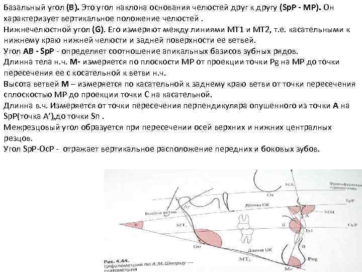 Базальный угол (В). Это угол наклона основания челюстей друг к другу (Sp. Р -