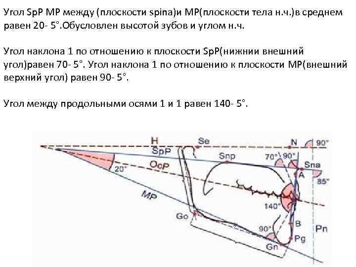 Угол Sp. P MP между (плоскости spina)и MP(плоскости тела н. ч. )в среднем равен