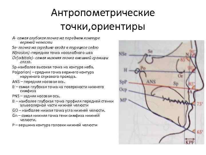 Антропометрические точки, ориентиры А- самая глубокая точка на переднем контуре верхней челюсти Se- точка