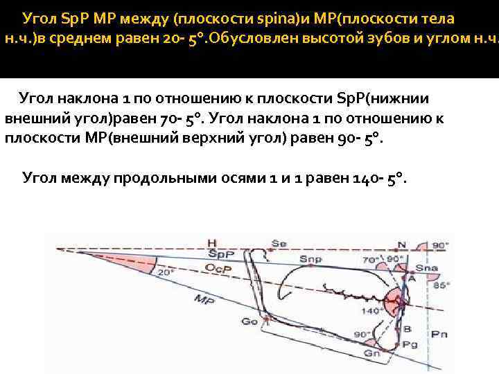  Угол Sp. P MP между (плоскости spina)и MP(плоскости тела н. ч. )в среднем