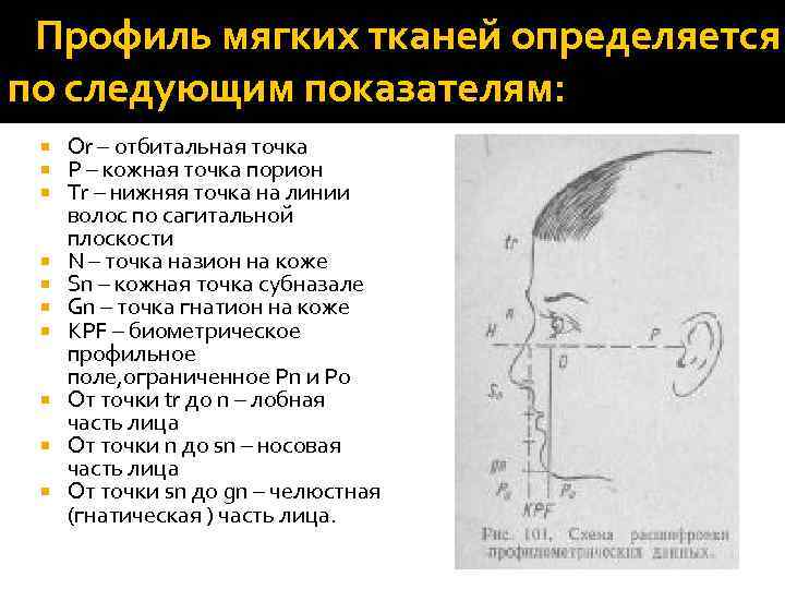  Профиль мягких тканей определяется по следующим показателям: Or – отбитальная точка P –