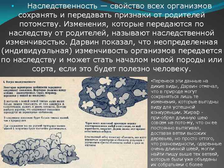  • Наследственность — свойство всех организмов сохранять и передавать признаки от родителей потомству.