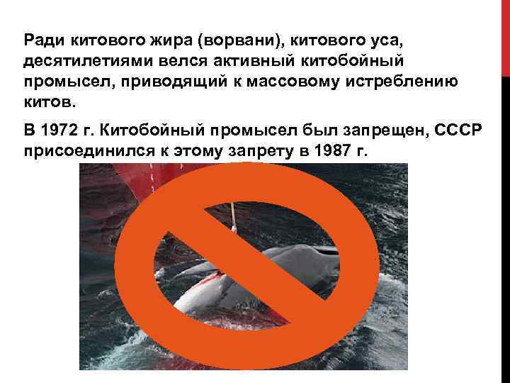 Ради китового жира (ворвани), китового уса, десятилетиями велся активный китобойный промысел, приводящий к массовому