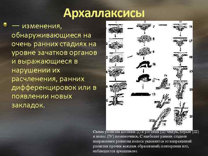 Архаллаксисы — изменения, обнаруживающиеся на очень ранних стадиях на уровне зачатков органов и выражающиеся