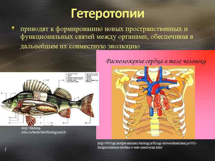 Гетеротопии приводят к формированию новых пространственных и функциональных связей между органами, обеспечивая в дальнейшем