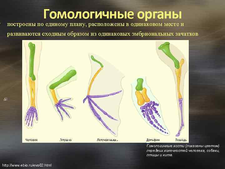 Гомологичные органы построены по единому плану, расположены в одинаковом месте и развиваются сходным образом