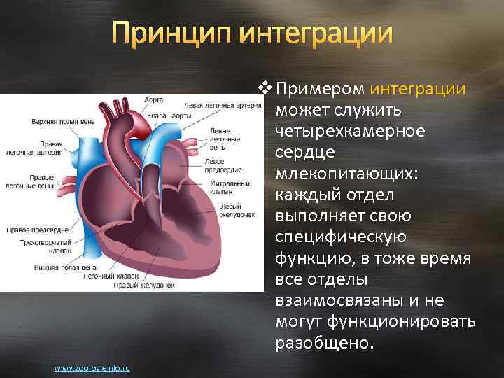 Принцип интеграции v Примером интеграции может служить четырехкамерное сердце млекопитающих: каждый отдел выполняет свою