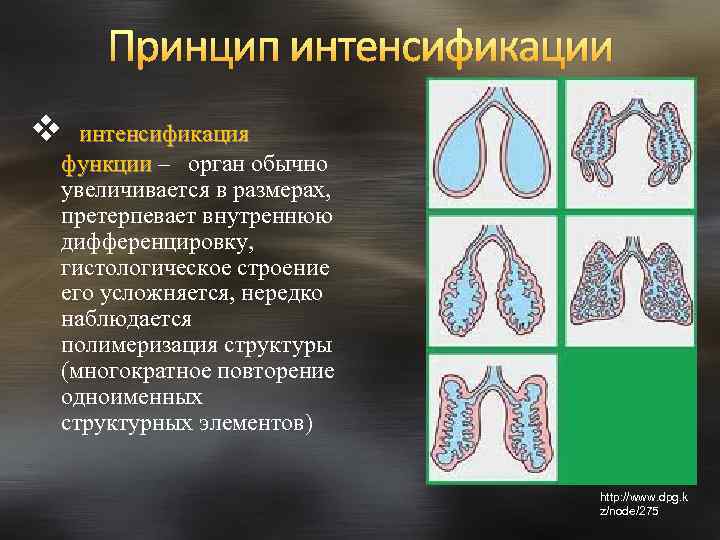 Принцип интенсификации v интенсификация функции – орган обычно увеличивается в размерах, претерпевает внутреннюю дифференцировку,