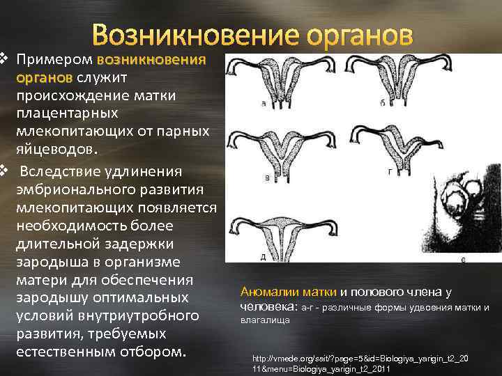 Возникновение органов v Примером возникновения органов служит органов происхождение матки плацентарных млекопитающих от парных