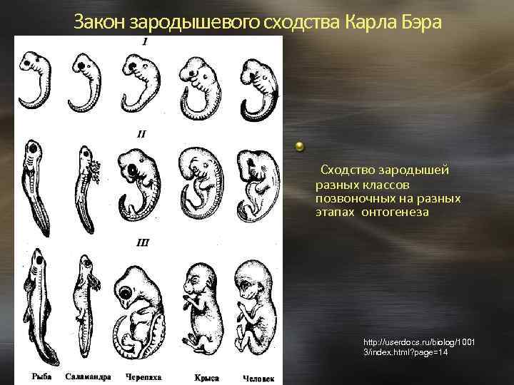 Закон зародышевого сходства Карла Бэра Сходство зародышей разных классов позвоночных на разных этапах онтогенеза