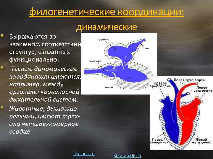 филогенетические координации: динамические Выражаются во взаимном соответствии структур, связанных функционально. Тесные динамические координации имеются,