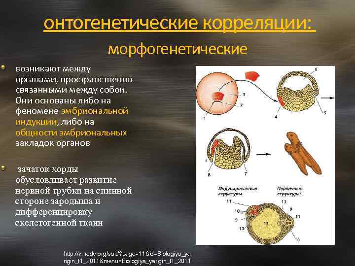 онтогенетические корреляции: морфогенетические возникают между органами, пространственно связанными между собой. Они основаны либо на