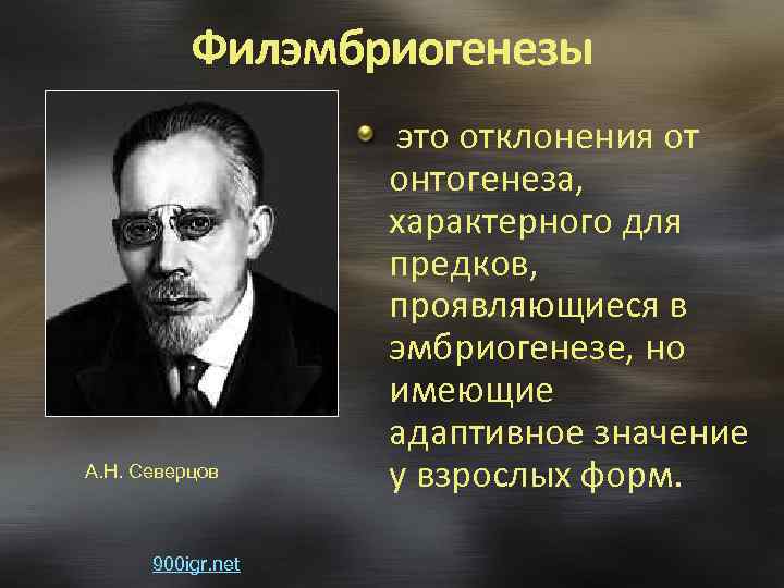 Филэмбриогенезы это отклонения от А. Н. Северцов 900 igr. net онтогенеза, характерного для предков,