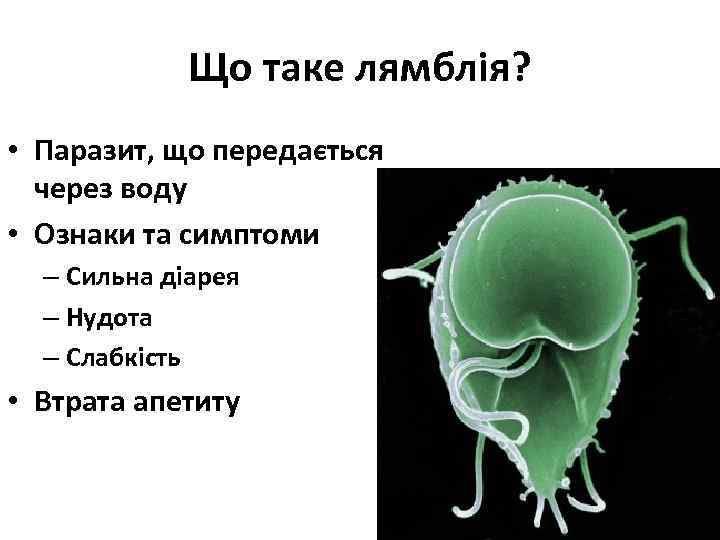 Що таке лямблія? • Паразит, що передається через воду • Ознаки та симптоми –