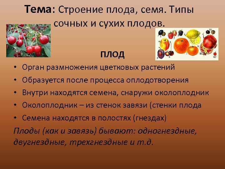 Функция плодового. Строение и типы плодов. Сочные плоды растений. Типы сочных плодов. Основные функции плода.