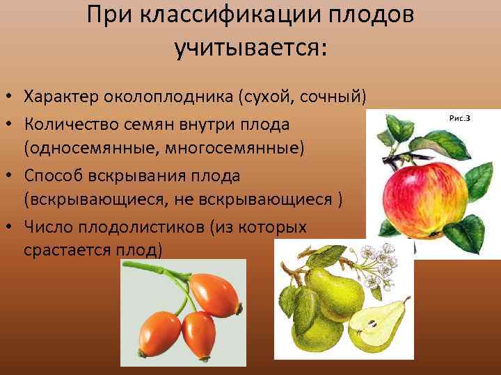 У покрытосеменных семена защищены околоплодником. Сухие и сочные плоды. Плоды классификация. Односемянные плоды. Классификация плодов по строению околоплодника.