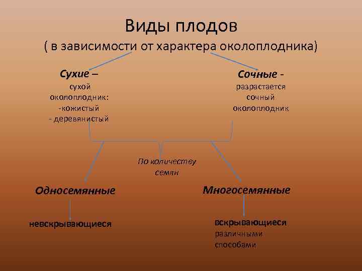 Виды плодов ( в зависимости от характера околоплодника) Сухие – Сочные - сухой околоплодник: