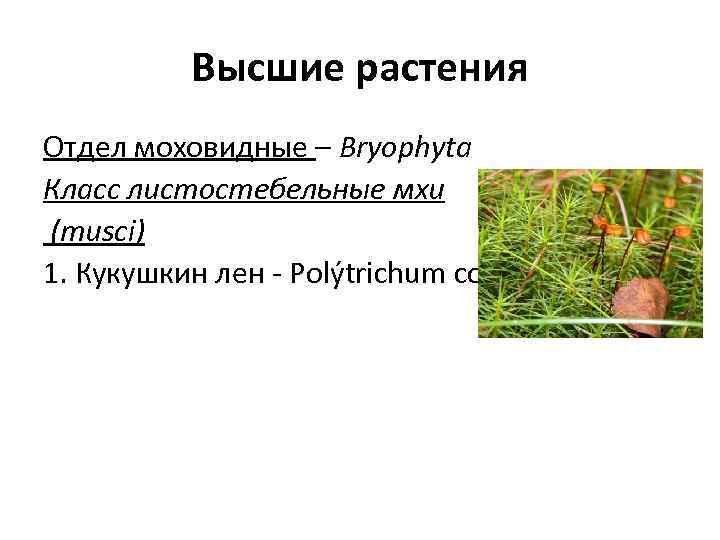 Высшие растения Отдел моховидные – Bryophyta Класс листостебельные мхи (musci) 1. Кукушкин лен -