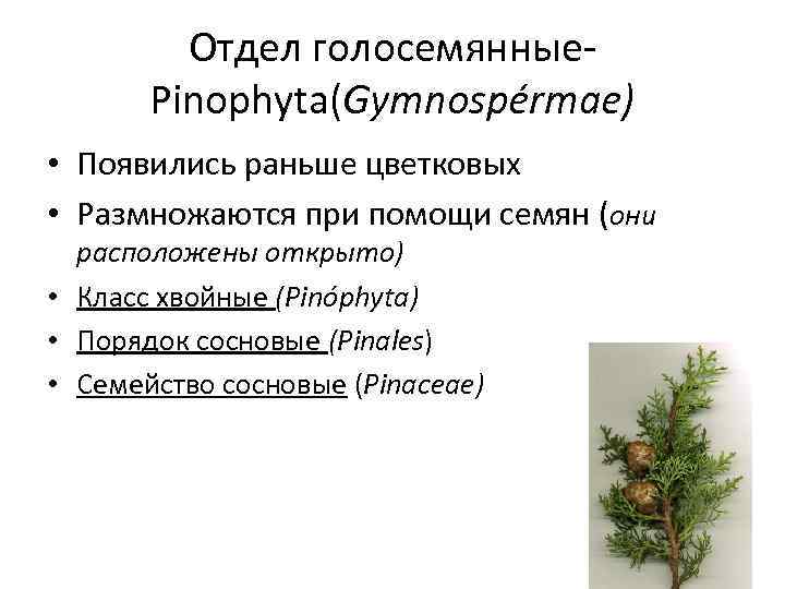 Отдел голосемянные- Pinophyta(Gymnospérmae) • Появились раньше цветковых • Размножаются при помощи семян (они расположены
