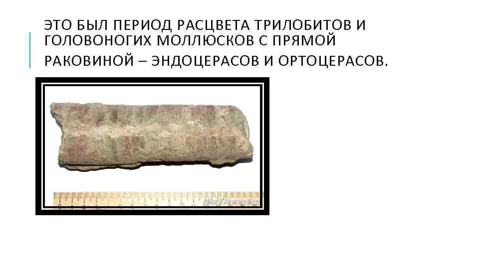 ЭТО БЫЛ ПЕРИОД РАСЦВЕТА ТРИЛОБИТОВ И ГОЛОВОНОГИХ МОЛЛЮСКОВ С ПРЯМОЙ РАКОВИНОЙ – ЭНДОЦЕРАСОВ И