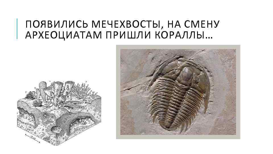 ПОЯВИЛИСЬ МЕЧЕХВОСТЫ, НА СМЕНУ АРХЕОЦИАТАМ ПРИШЛИ КОРАЛЛЫ… 