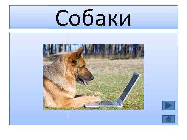 Собаки 
