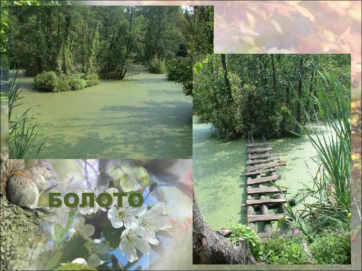 БОЛОТО 