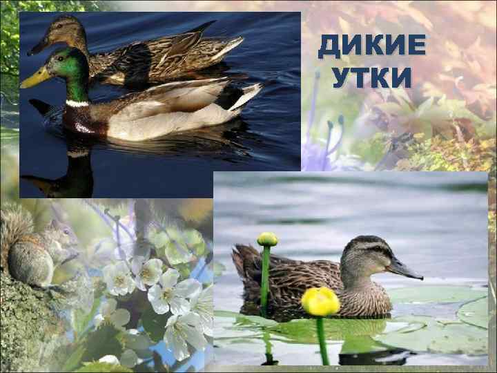 ДИКИЕ УТКИ 