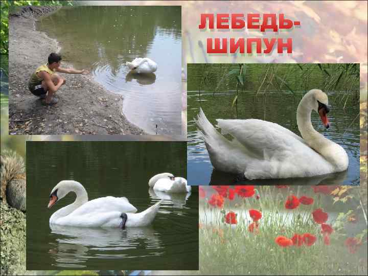 ЛЕБЕДЬШИПУН 