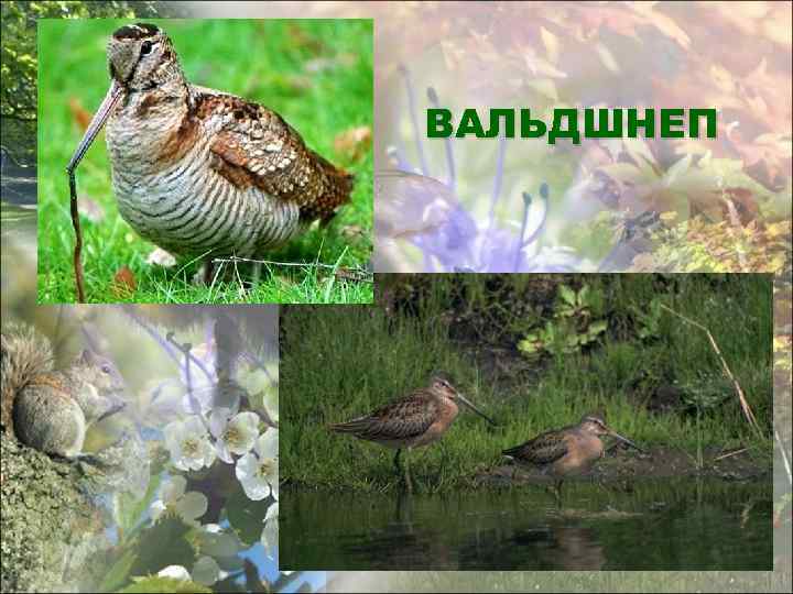 ВАЛЬДШНЕП 