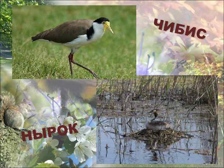 ЧИБ ИС РОК НЫ 