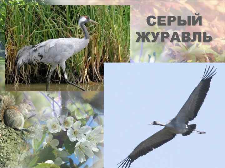 СЕРЫЙ ЖУРАВЛЬ 