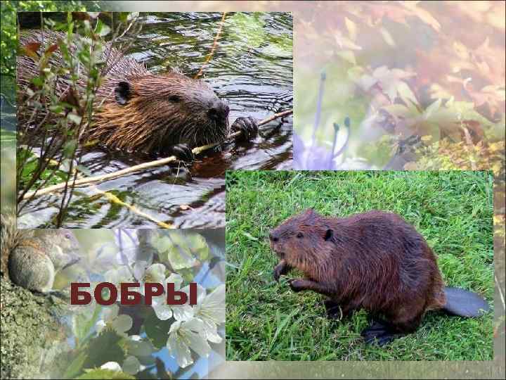 БОБРЫ 