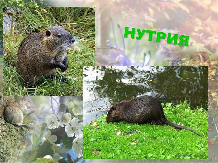 НУТРИ Я 