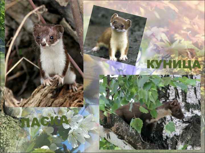 КУНИЦА ЛАСКА 