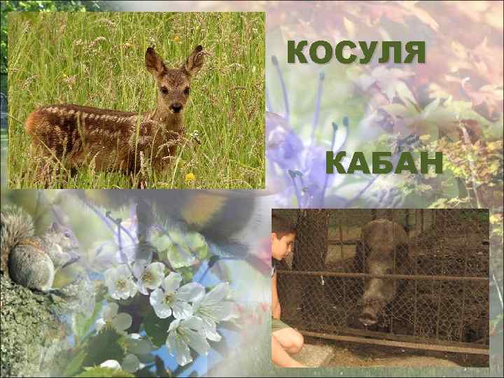 КОСУЛЯ КАБАН 